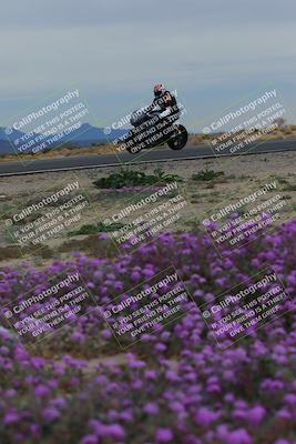 media/Jan-14-2023-SoCal Trackdays (Sat) [[497694156f]]/Turn 14 Exit Bloomig (145pm)/